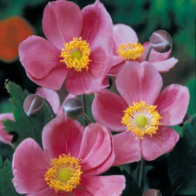 anemone-september-charm.jpg