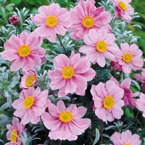 anemone-serenade-pink.jpg