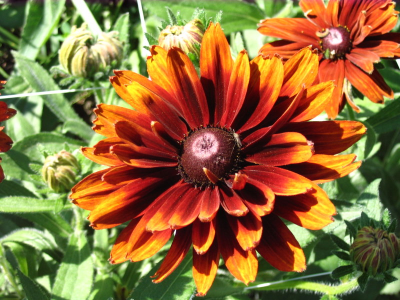 Rudbeckia hirta "Autumn Colors" - Rudbeckia - Vivaio Zanelli
