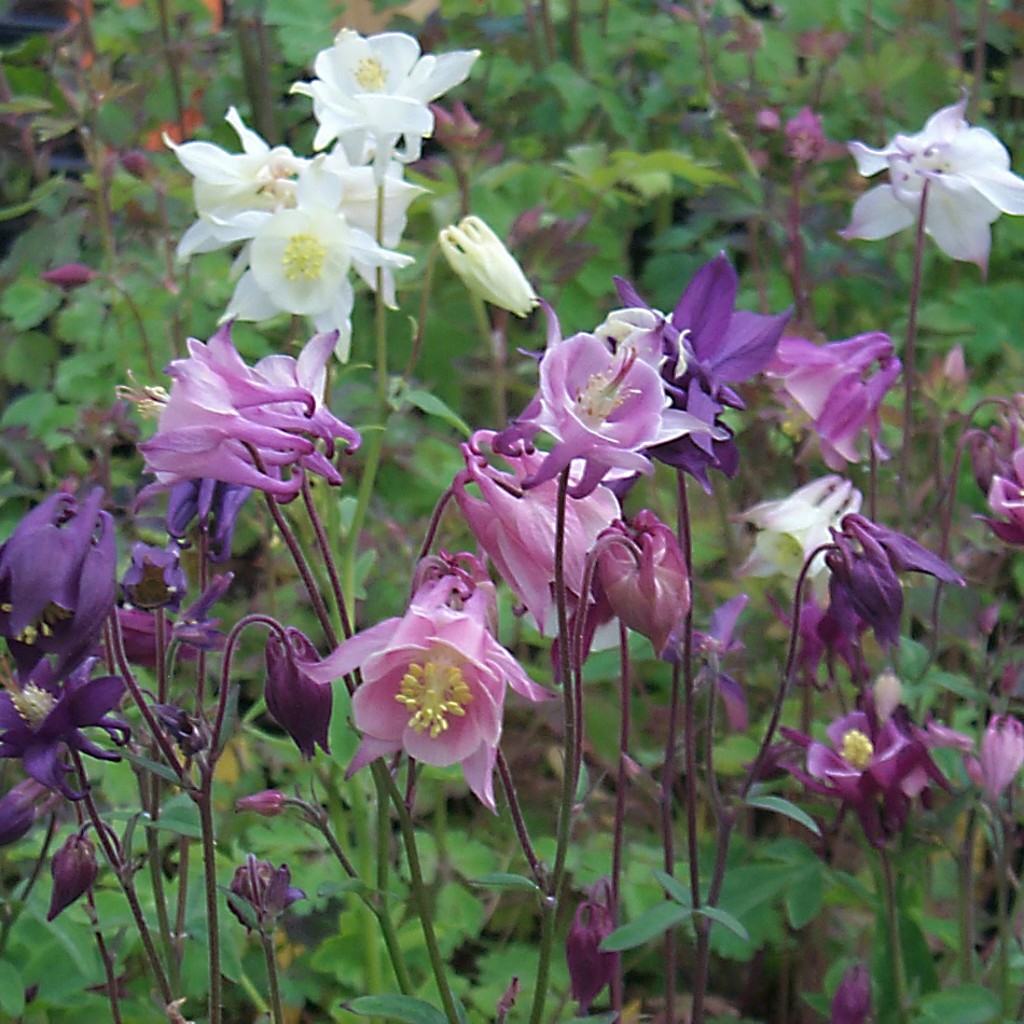 Aquilegia Biedermeier