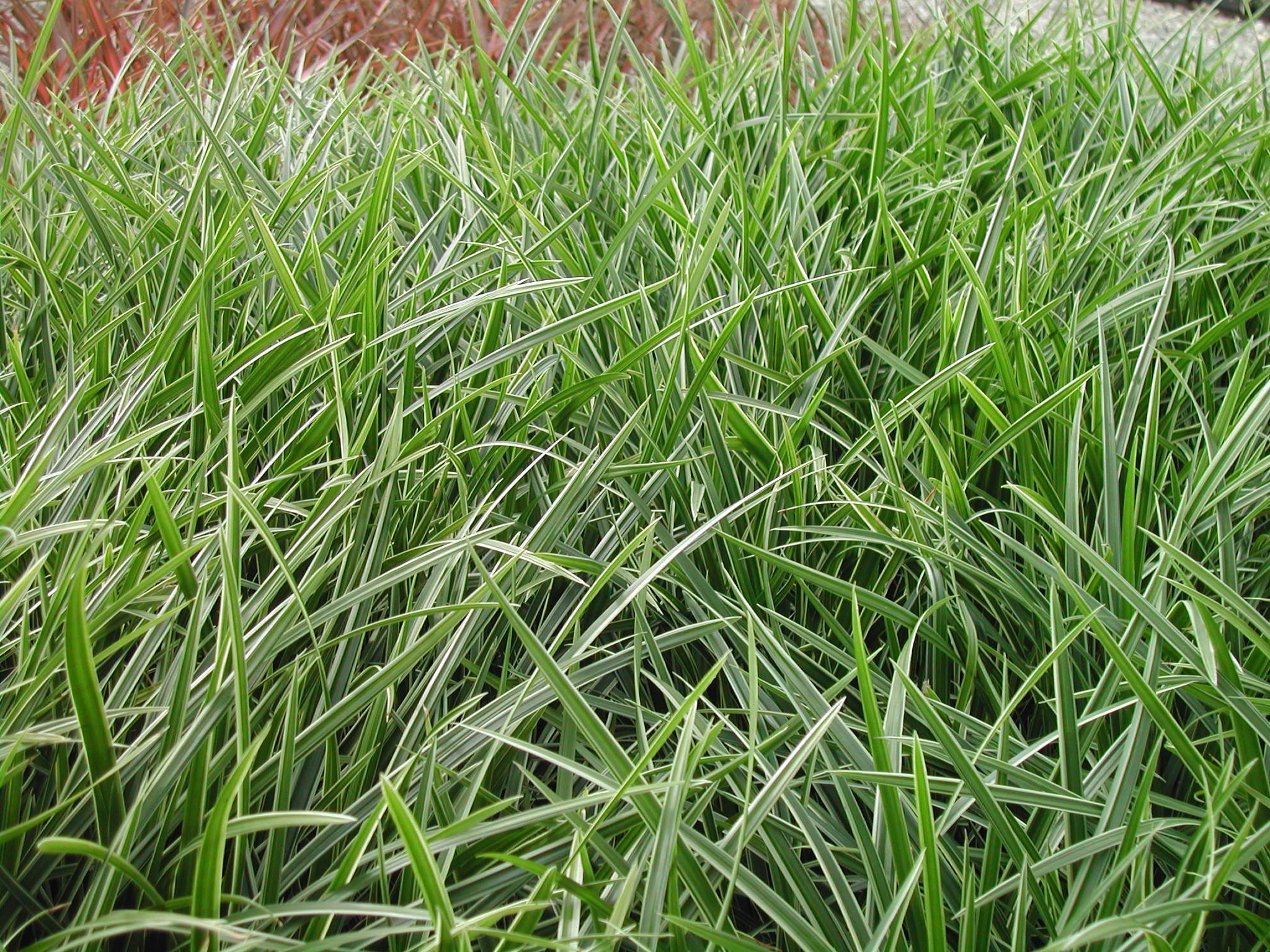 Carex morrowii Ice Dance